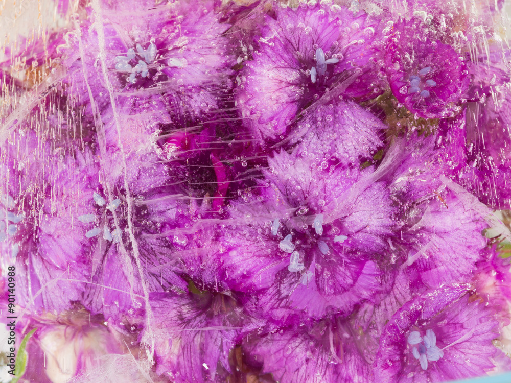 Obraz premium purple flowers in ice