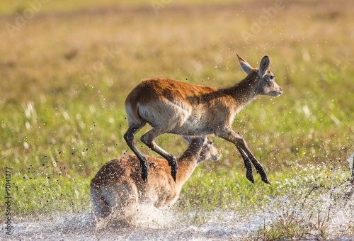 Fototapeta Naklejka Na Ścianę i Meble -  Antelope running across the savannah! Botswana. Africa.