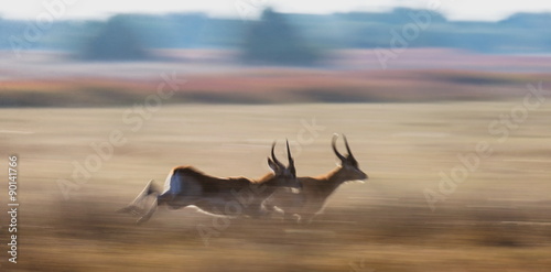 Antelope running across the savannah  Botswana. Africa.