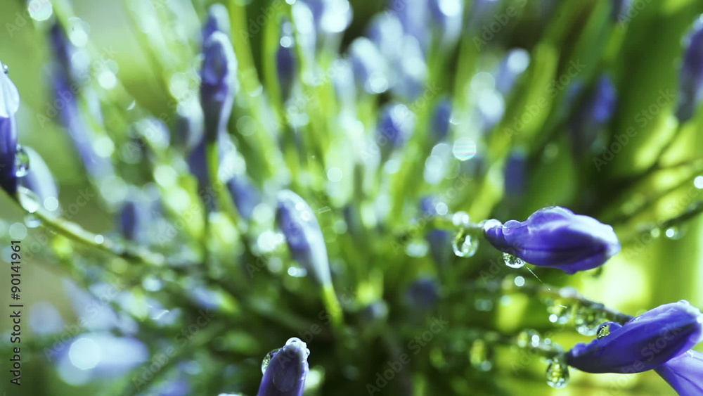 Agapanthus umbrella
