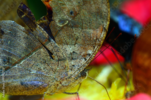 Smooth-eyed Bushbrown photo