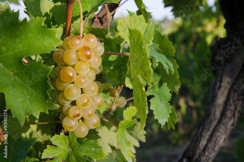 Moscato