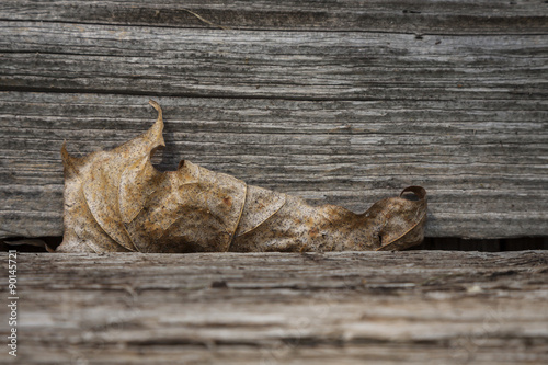 Dry leaf between the boards.