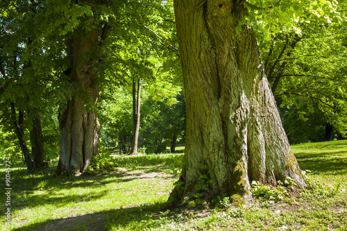 Obraz na płótnie The old park, the huge trunk of an old linden tree.