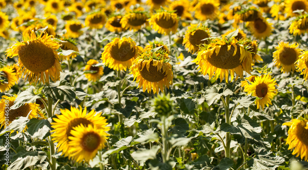 field of ripen sunflowers in natural daylight field of ripen sunflowers in natural daylight