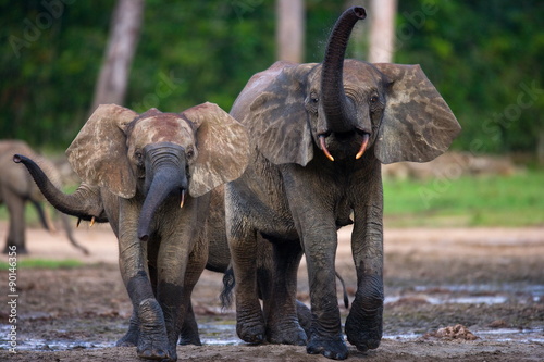 Forest elephants in the jungle. National Park Dzanga Sanga Africa. photo