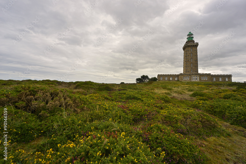 la lande au phare du cap Fréhel (22240 Plévenon), département des Côtes-d'Armor en région Bretagne, France.