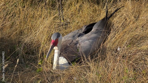 Wattled Crane (Bugeranus carunculatus) in grass. photo