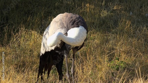 Wattled Crane (Bugeranus carunculatus) in grass. photo