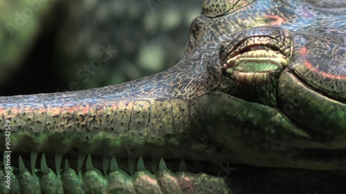 Close-up of a gharial snout (Gavialis gangeticus). photo