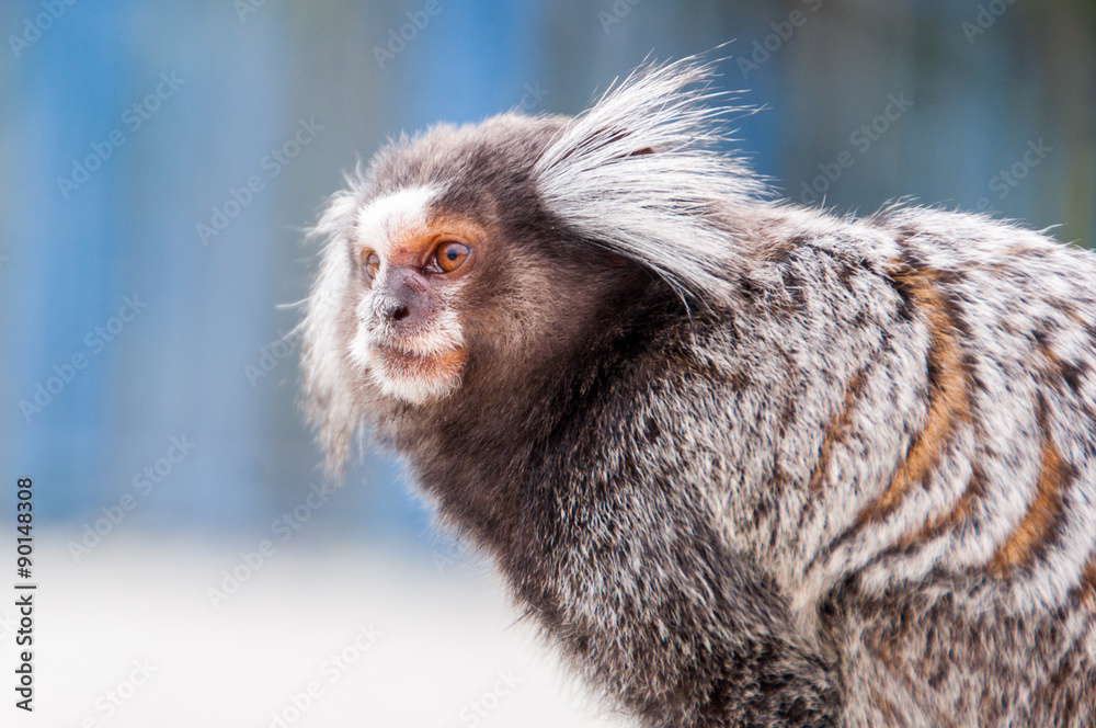 White Eared Marmoset - Sagui Monkey (Mico) White Eared Marmoset - Sagui Monkey (Mico)