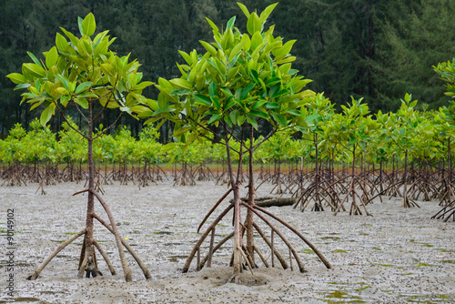 Some mangrove trees near.