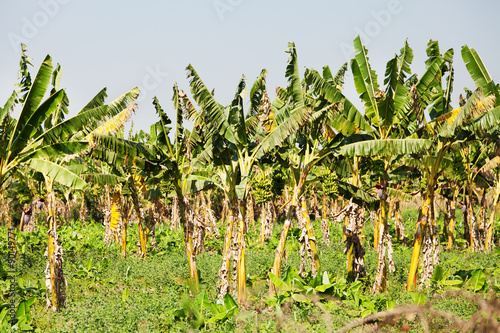 Banana crops, Myanmar