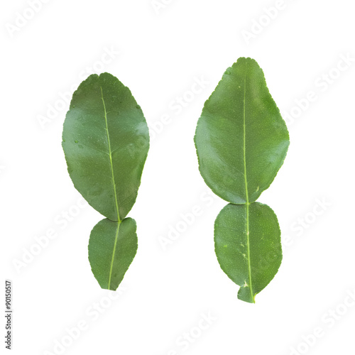  Fresh kaffir lime leaf isolated on white background