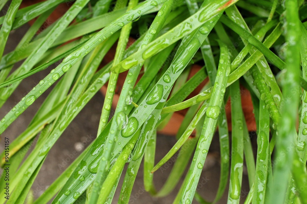 Obraz premium Water drop on leaves