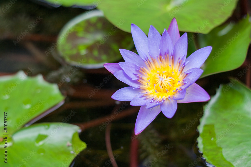 Lotus violet Lotus violet