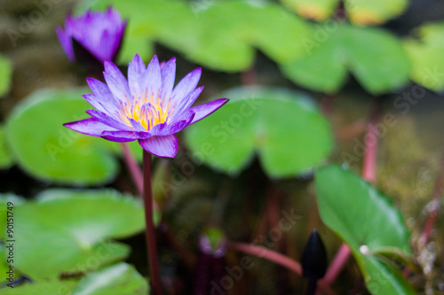 Lotus violet