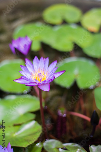 Lotus violet