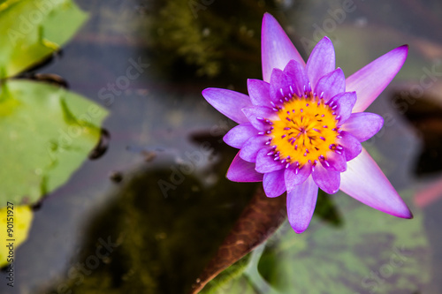 Lotus is blooming in the water.