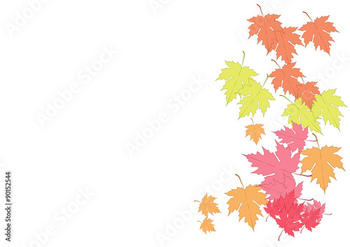 Maple  leaves on white background vector illustration