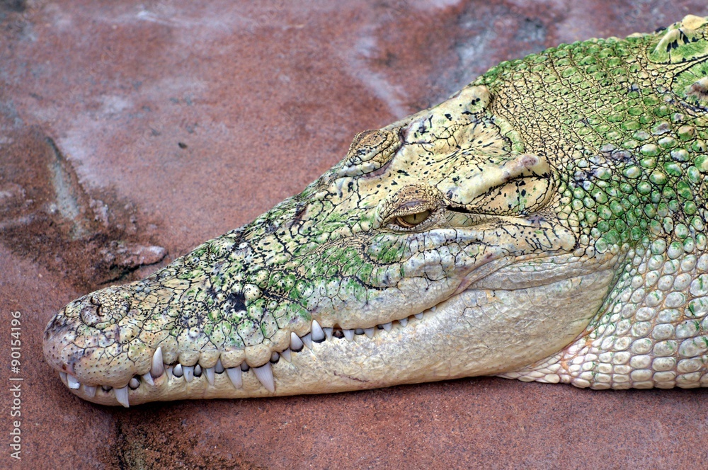 Obraz premium alligator