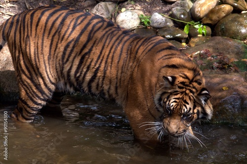 Siberian tiger 