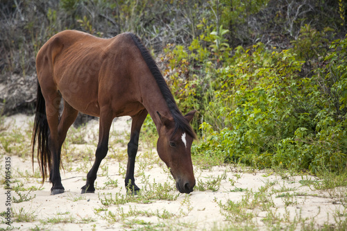 Wild horse (Spanish Mustang) on a sandy beach
