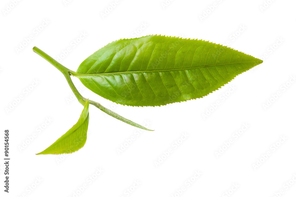 Obraz premium green tea leaf isolated on white background