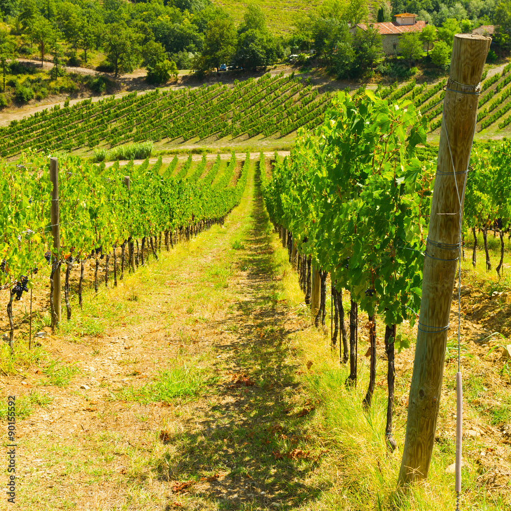 Naklejka premium Vineyards