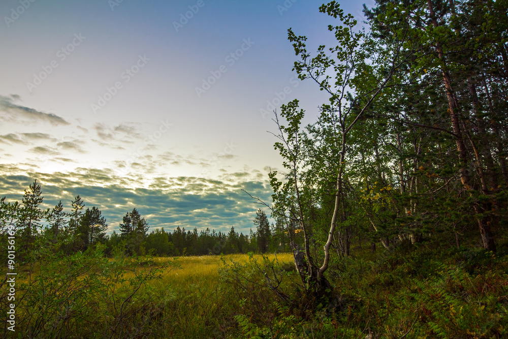 Tundra.Northern nature in summer.Arctic landscape