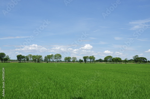 Rice field with blue sky  © jarupan