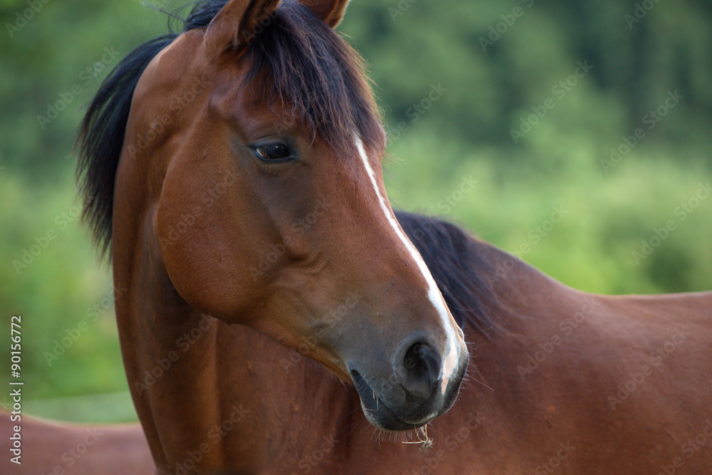 Fototapeta premium Pferd