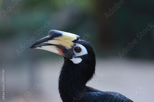 beautiful hornbill on a bright background close up