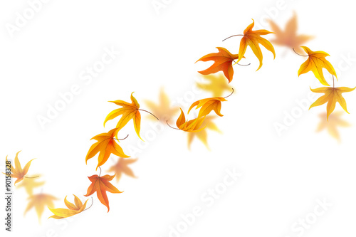 Curve of falling and spinning autumn maple leaves isolated on white