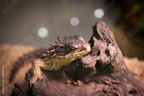 Girdled Lizard on timber rotting.