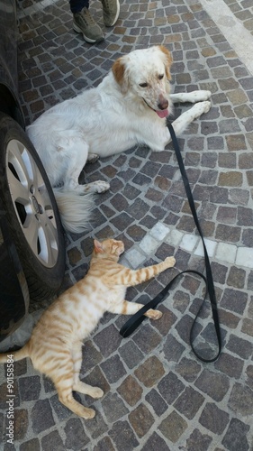 Εκτύπωση καμβά Cane e gatto
