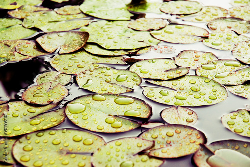 Leaves and drops of water
