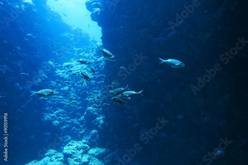 Wallpaper Mural 宮古島　ダイビングの地形ポイント Torontodigital.ca