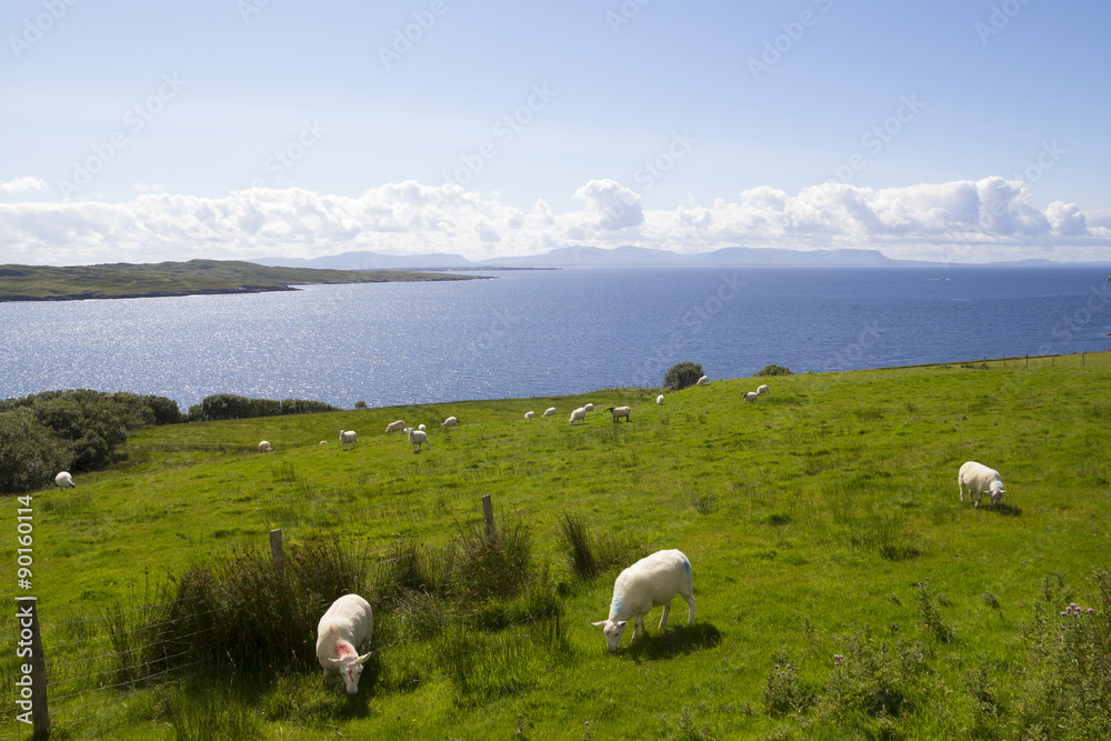 Obraz premium Herd of sheep in the coast