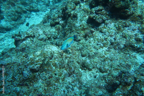 岩礁の熱帯魚
