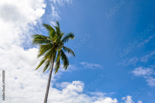 The Coconut Tree with Blue Sky and Copy Space © Kittiphan