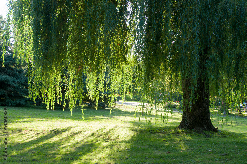 Sun shining in green garden