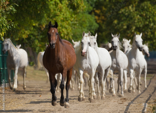 Herd of arabian horses in chesnut avenue