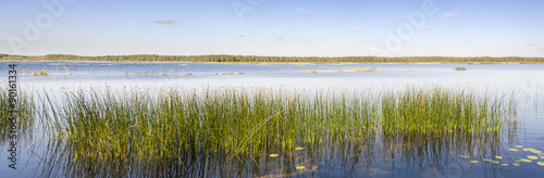 Panorama of green reed grow in a lake