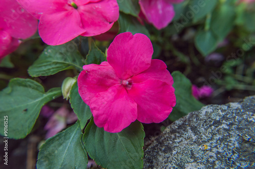 Pink flower