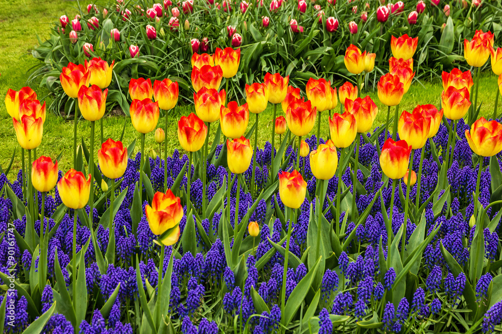 Fototapeta premium Yellow-red tulips in Keukenhof flower garden-park, Netherlands,