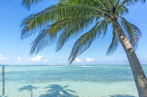 Fototapeta Naklejka Na Ścianę i Meble -  Coconut tree and blue beach