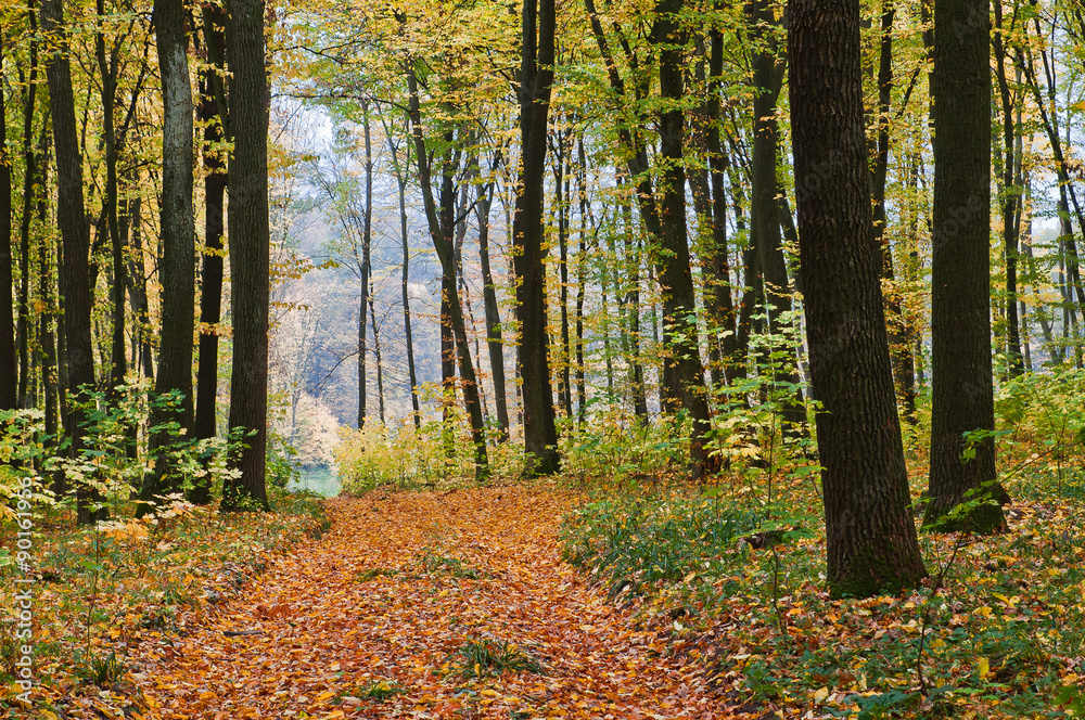 Obraz premium Pathway in the autumn forest