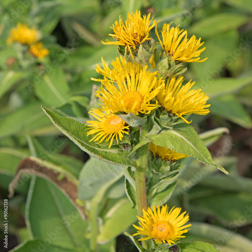 Alant - Inula helenium photo