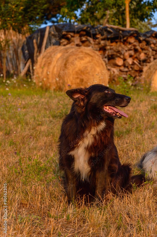 Fototapeta premium Dog